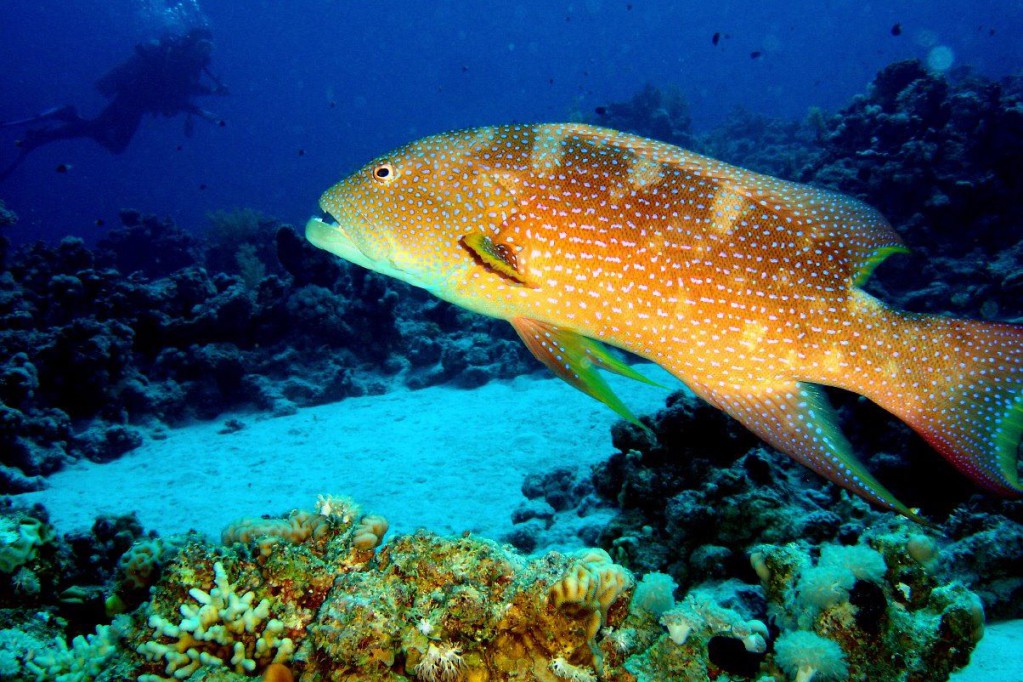 Ein großer orangefarbener Fisch schwimmt vor einem bunten Korallenriff in tiefblauem Wasser.